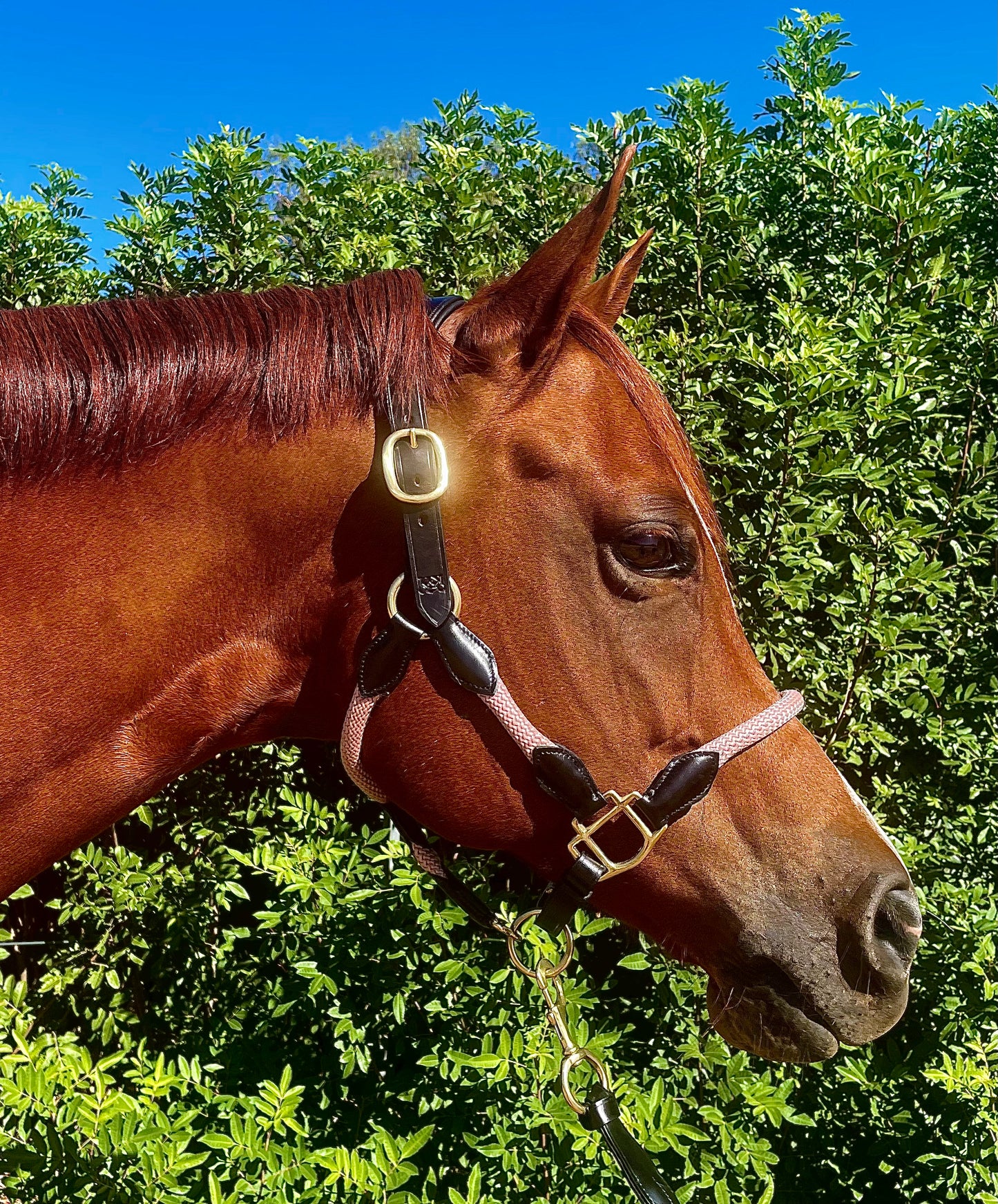 Hybrid Halter