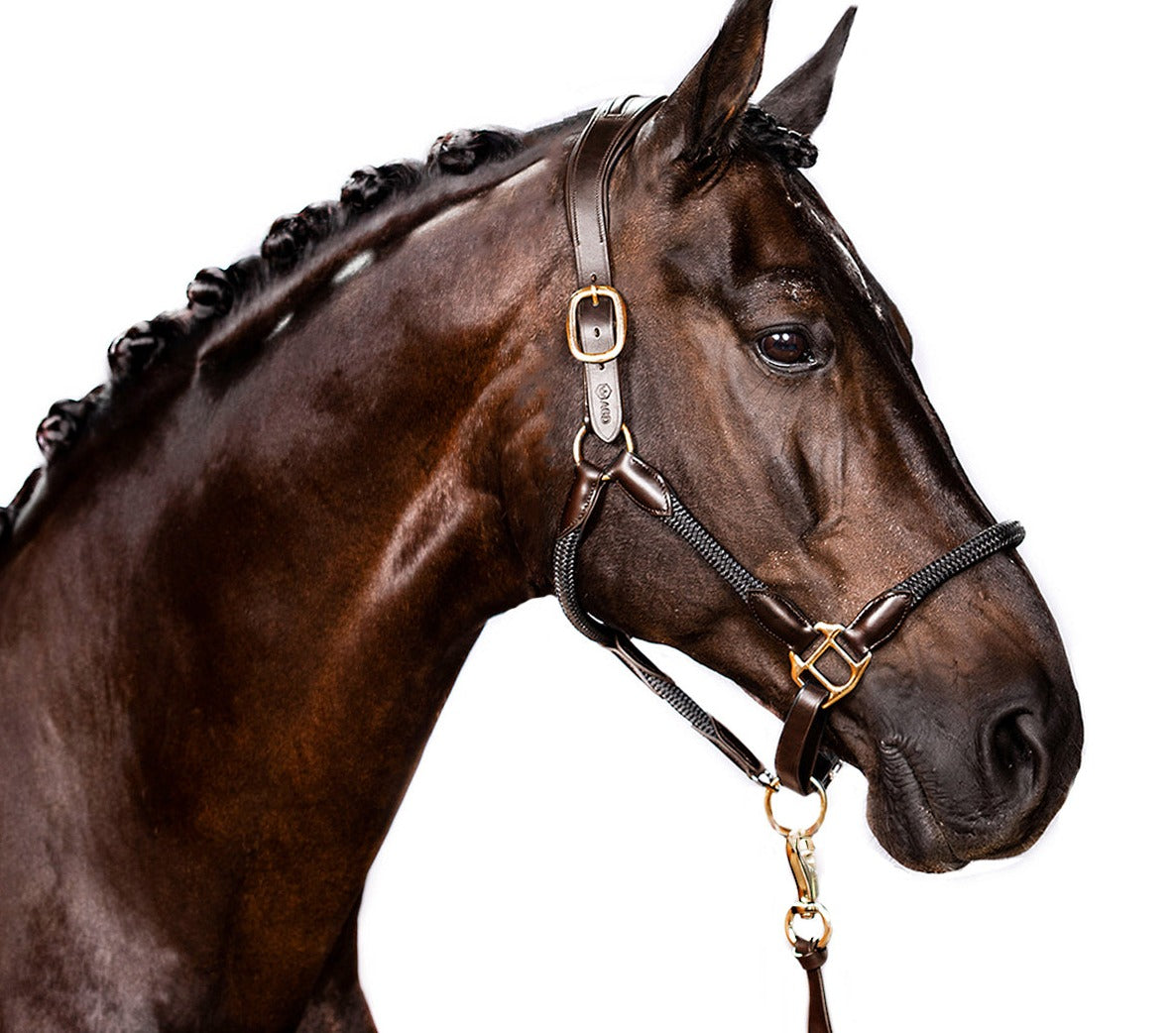 Hybrid Halter