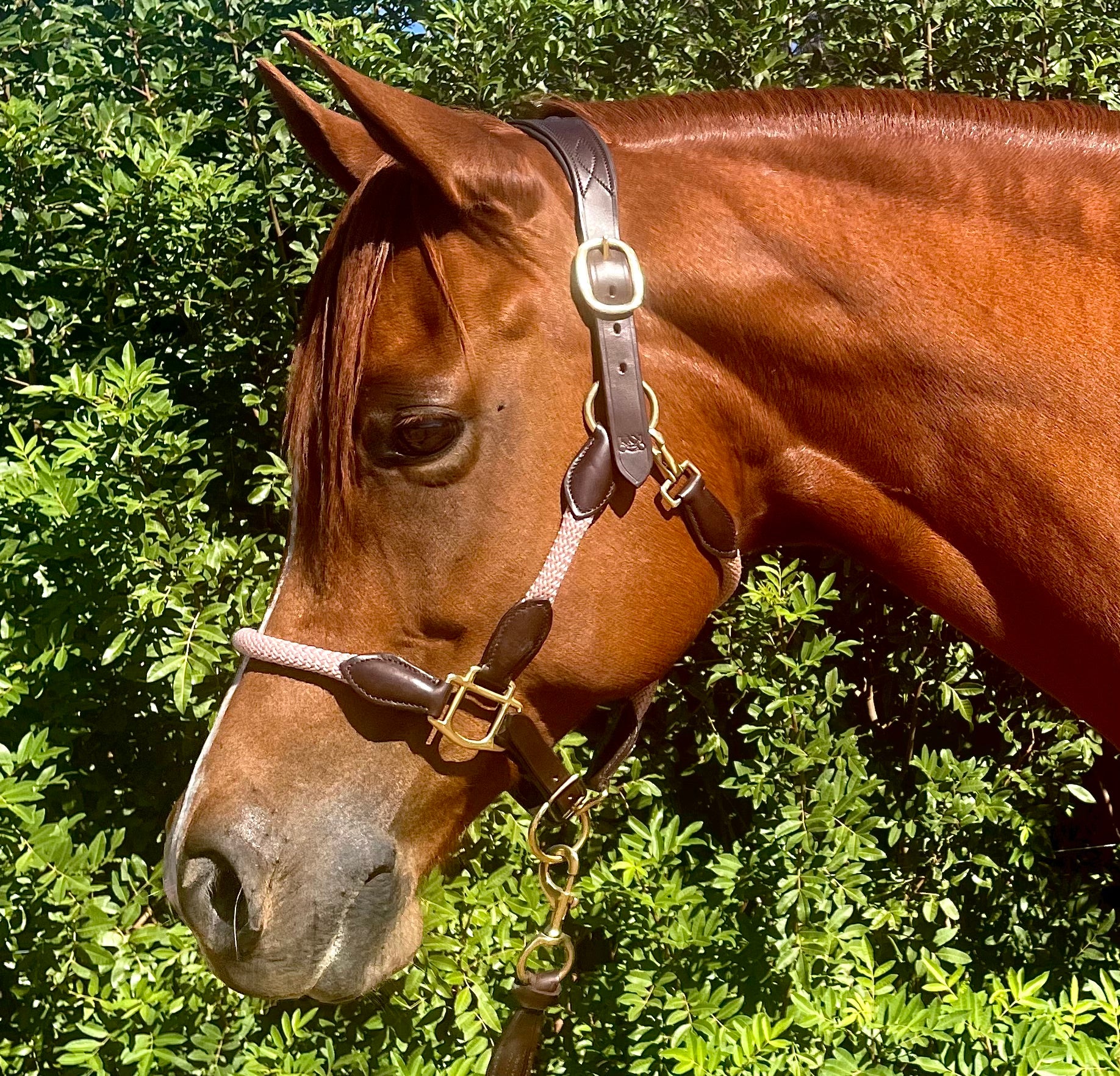 Halter Function Hybrid Halter Lite at Jerome Weeks blog